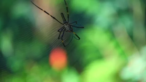 Spider on a tropical forest Stock Footage 22292262