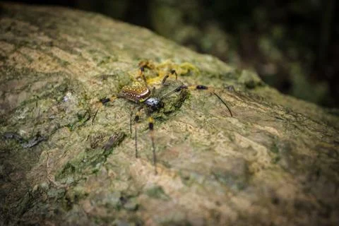 Spider tropical Stock Photos