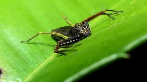 Spider in tropical rain forest. Stock Footage 76870385