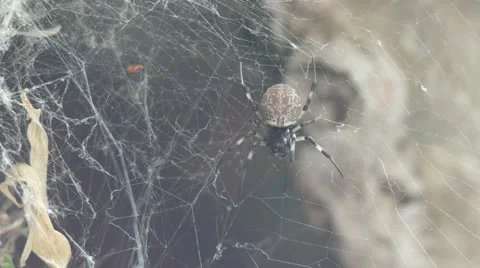 Spider try to catch its prey Video stock 64106477