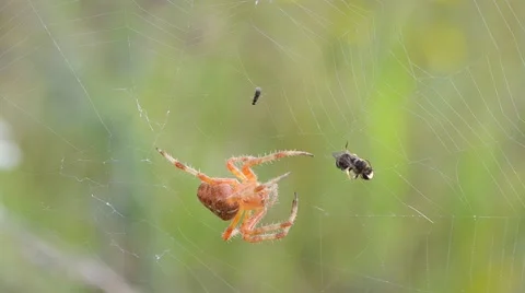 The spider is trying to kill trapped insect 動画素材 47168761
