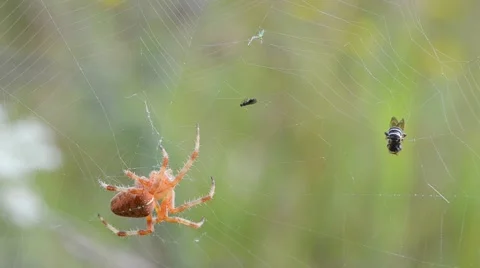 The spider is trying to kill trapped insect Video stock 47169078