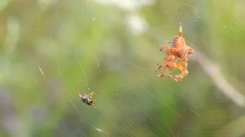 The spider is trying to kill trapped insect Video stock 48713630