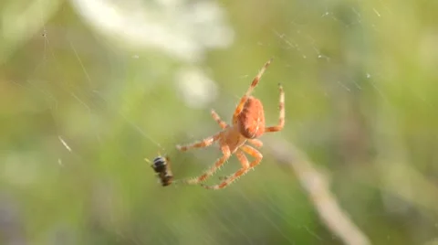 The spider is trying to kill trapped insect 動画素材 48715154