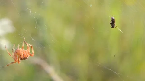 The spider is trying to kill trapped insect 動画素材 48715510