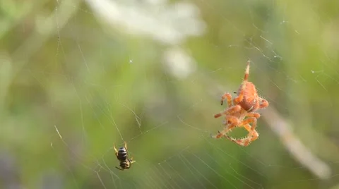 The spider is trying to kill trapped insect Video stock 48716330