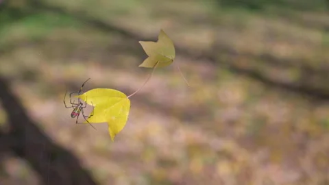 Spider trying to remove leaves from his web. Japanese Joro spider. Stock Footage 147957858