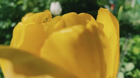 Spider on a tulip. Video stock 242904156