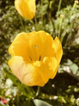 A spider in a tulip. Stock Photos