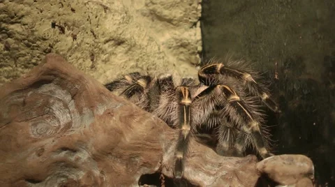 Spider turning around while eating locust 스톡 동영상 41786027