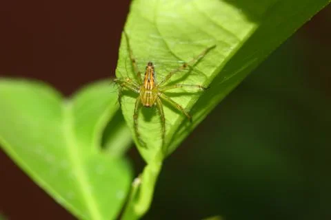 A spider under green leaf flash on Stock Photos