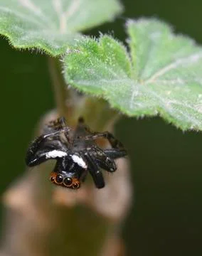 Spider under the leaf Foto stock