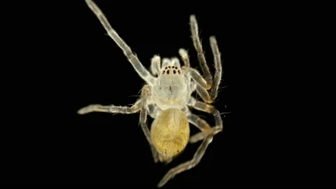 Spider under a microscope, Arachnida class, Arthropoda squad Stock Footage 112436462