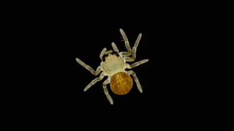 Spider under a microscope, Arachnida class, Arthropoda squad Stock Footage 112543691