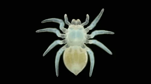 Spider under a microscope, Arachnida class, Arthropoda squad, on video young Stock Footage 165708520
