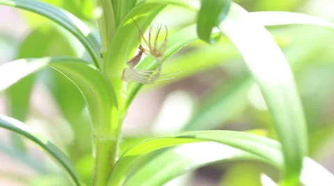 A spider undergoes ecdysis Stock Footage 50084466
