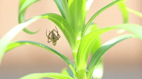 A spider undergoes ecdysis Stock Footage 50085752