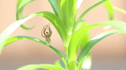 A spider undergoes ecdysis Stock Footage 50086125