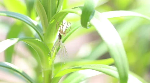 A spider undergoes ecdysis Stock Footage 50098670