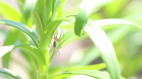 A spider undergoes ecdysis Stock Footage 50098891