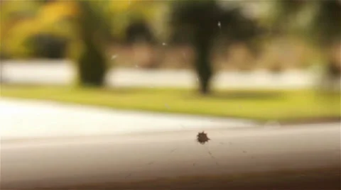 Spider with unique design on its back 2 Video stock 35688199