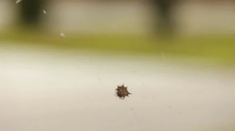 Spider with unique design on its back 스톡 동영상 35688213