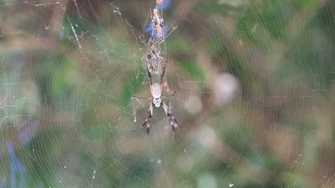 Spider upclose Stock Footage 128402403