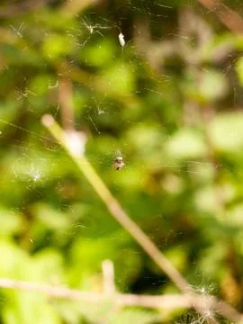 A spider upon its web in focus with bokeh blue plant and leaf forest backgr.. Stock Photos