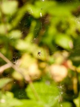 A spider upon its web in focus with bokeh blue plant and leaf forest backgr.. Stock Photos