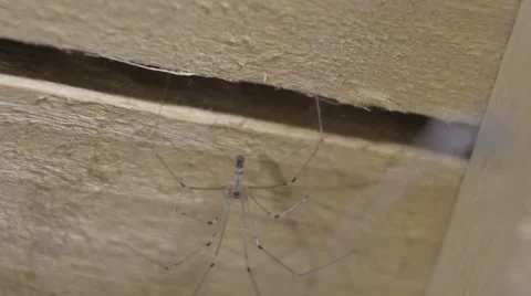 Spider Upside Down in a Shed Macro 動画素材 41864439
