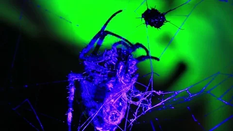 Spider in UV light Stock Footage 83771151