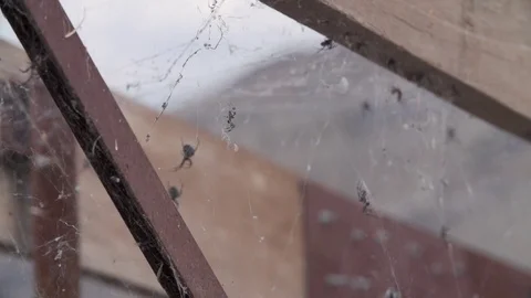 Spider v.1 Video stock 78938384