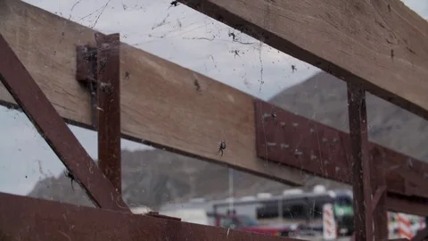 Spider v.2 Video stock 78828724