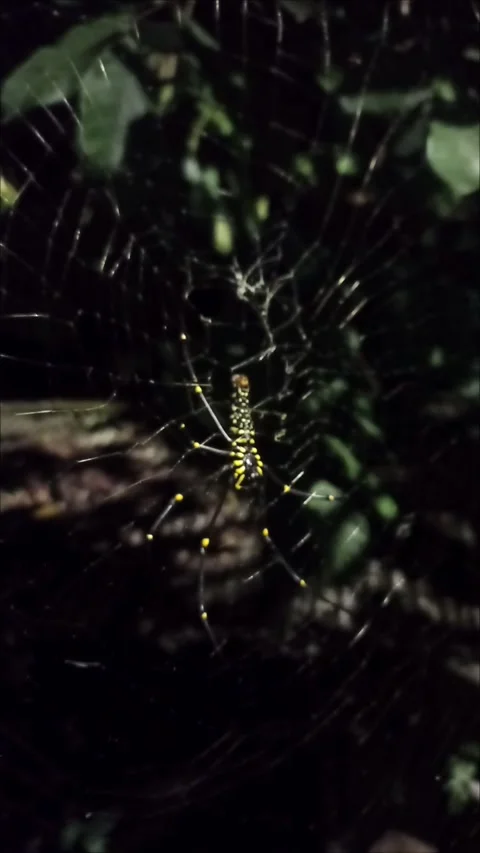 Spider Vertical Stock Footage 287892311