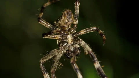 Spider vertically hangs on spider web at night and waits for victim Video stock 221439248