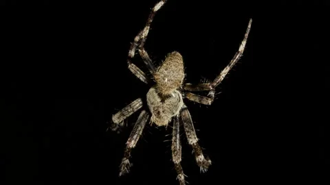 Spider vertically hangs on spider web at night and waits for victim Stock Footage 223546177