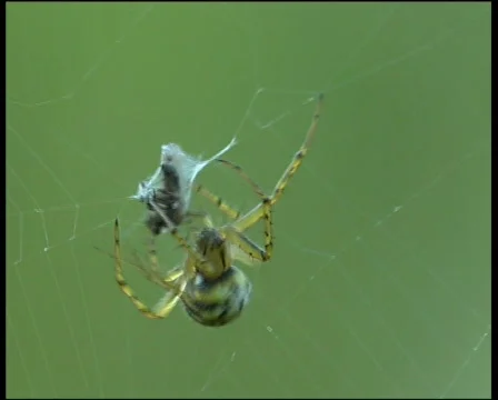 Spider, victim Video stock 590864