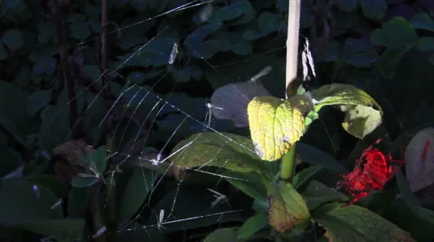 Spider victims Stock Footage 53299867