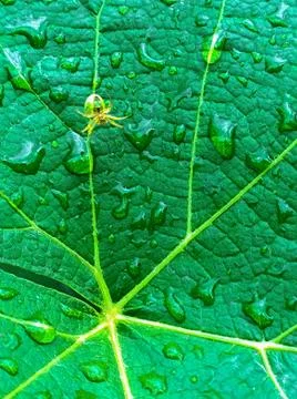 Spider on the vine leaf Stock Photos