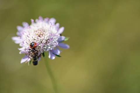 Spider vs bee over flower with blurred background Stock Photos