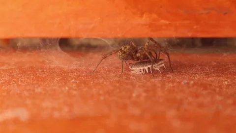 Spider vs. insects. predator, prey. insects at home. wildlife, wild nature. Hunt Stock Footage 246920730