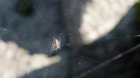 Spider waiting in the center of its web Stock Footage 300555152