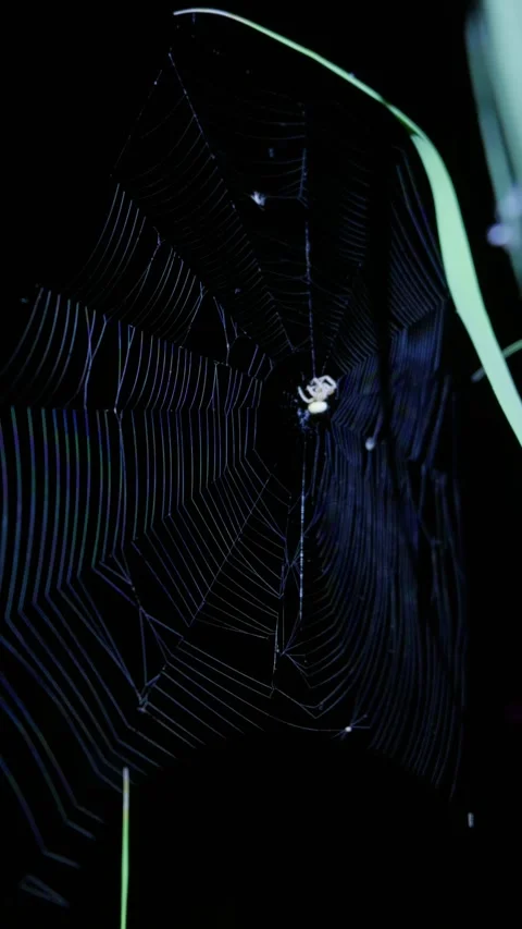 Spider Waiting in Center of Spiral Web During Night Outdoors Video stock 345167264