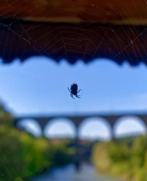 Spider waiting in the centre of a web Stock Photos