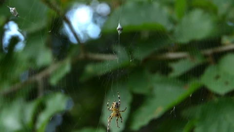 Spider waiting for its prey. Spider entangles its victim. Stock Footage 236717374