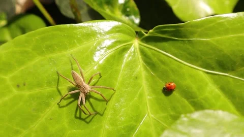 Spider waiting for its prey on a tree leaf.  Ladybug lands near it. Insects Stock Footage 283068059