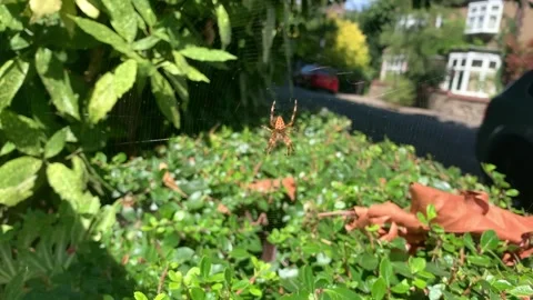A spider waiting in its web above a residential hedge on an ordinary London Stock Footage 342764230