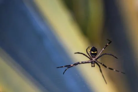 Spider waiting on its web Stock Photos
