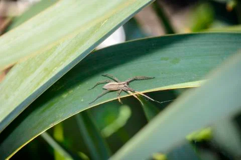 Spider waiting on a leave Stock Photos