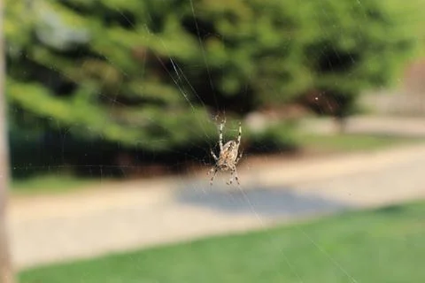 Spider waiting in the middle of a spider web Stock Photos
